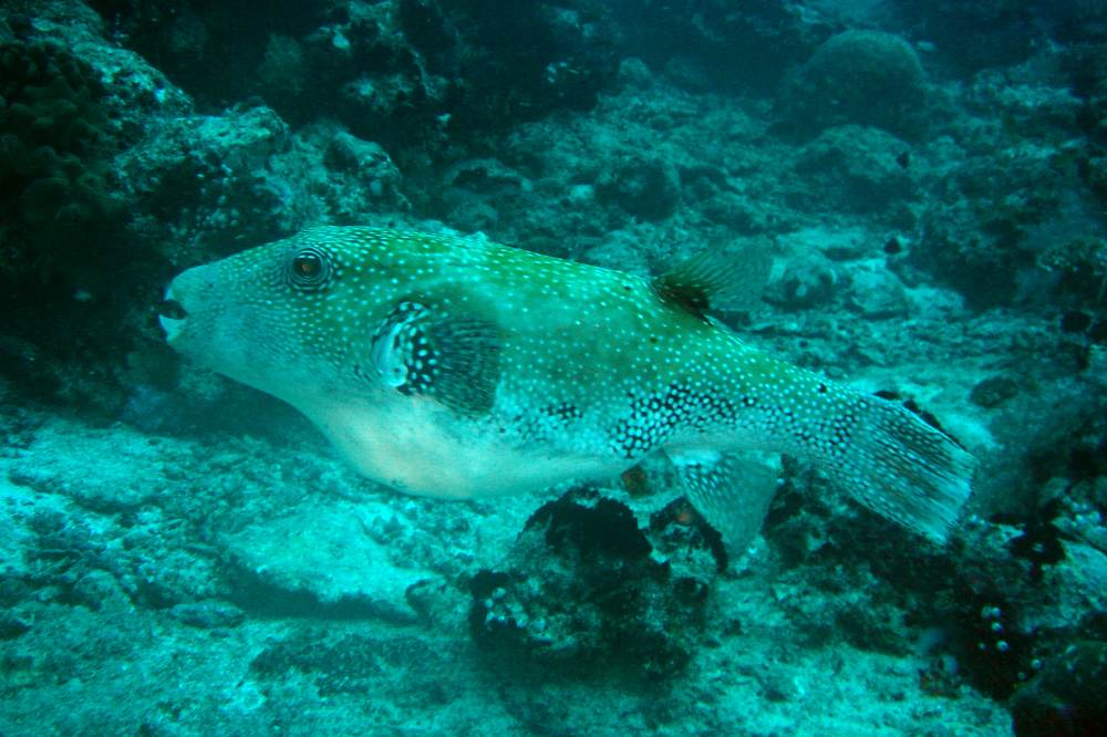 DSC06005 copie.JPG