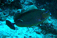 DSC06028 copie.JPG