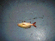 DSC06185.JPG
