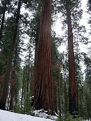 Sequoia parc(10).JPG Sequoia parc(10).JPG