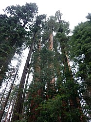 Sequoia parc(11).JPG Sequoia parc(11).JPG