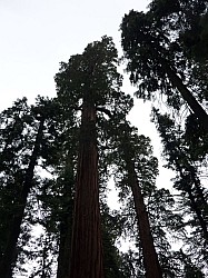 Sequoia parc(12).JPG Sequoia parc(12).JPG
