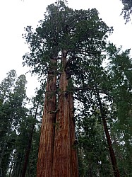Sequoia parc(13).JPG Sequoia parc(13).JPG
