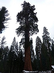 Sequoia parc(15).JPG Sequoia parc(15).JPG