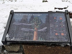 Sequoia parc(19).JPG Sequoia parc(19).JPG