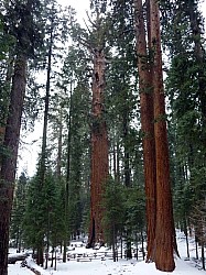 Sequoia parc(32).JPG Sequoia parc(32).JPG