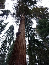 Sequoia parc(33).JPG Sequoia parc(33).JPG