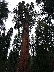 Sequoia parc(34).JPG Sequoia parc(34).JPG