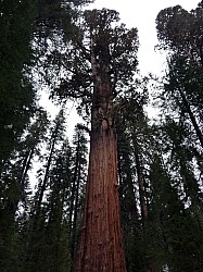 Sequoia parc(44).JPG Sequoia parc(44).JPG
