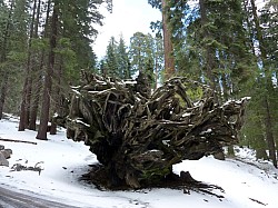 Sequoia parc(51).JPG Sequoia parc(51).JPG