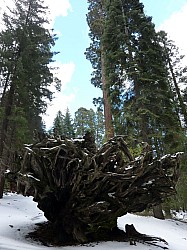 Sequoia parc(52).JPG Sequoia parc(52).JPG