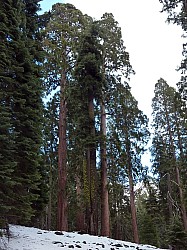 Sequoia parc(53).JPG Sequoia parc(53).JPG