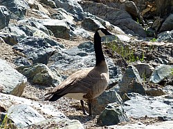Volcan Lassen (10).JPG Volcan Lassen (10).JPG