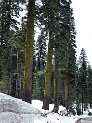 Volcan Lassen (30).JPG Volcan Lassen (30).JPG
