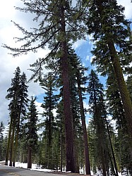 Volcan Lassen (32).JPG Volcan Lassen (32).JPG