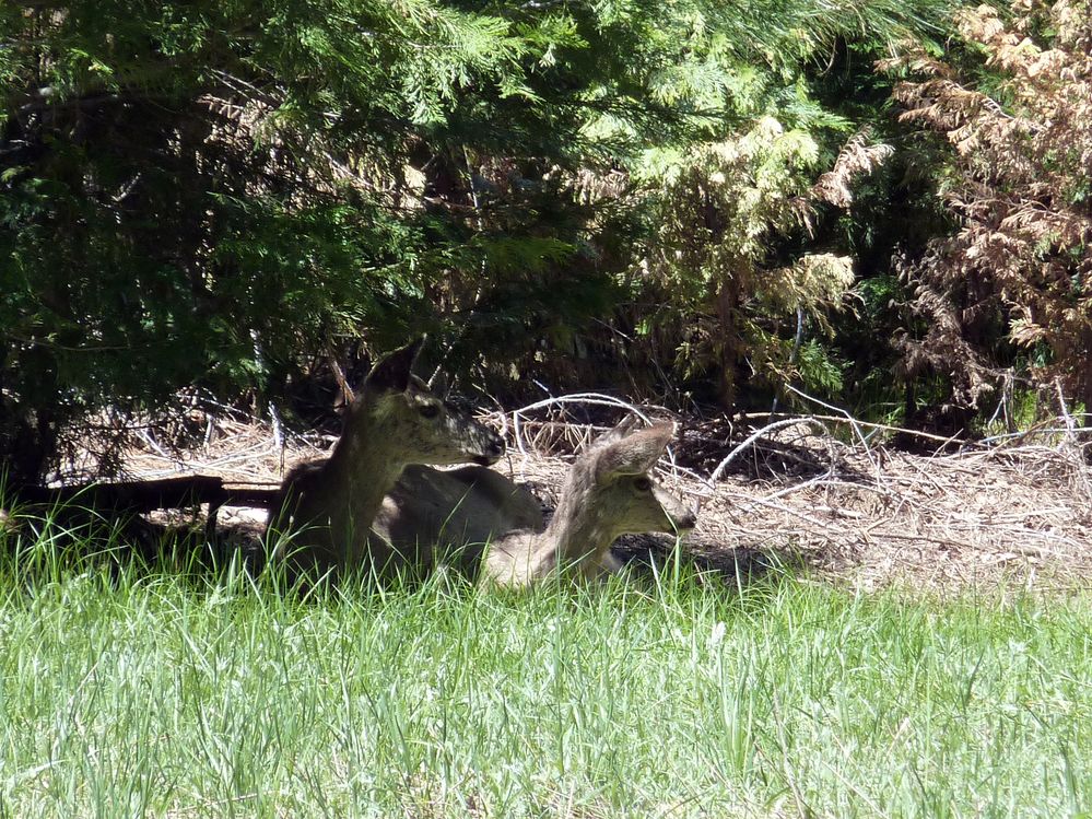 Yosemite park (150).JPG