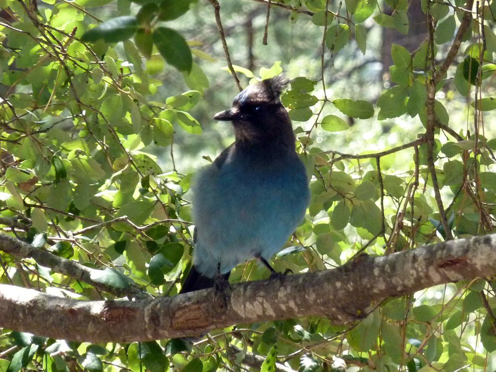 Yosemite park (167).JPG