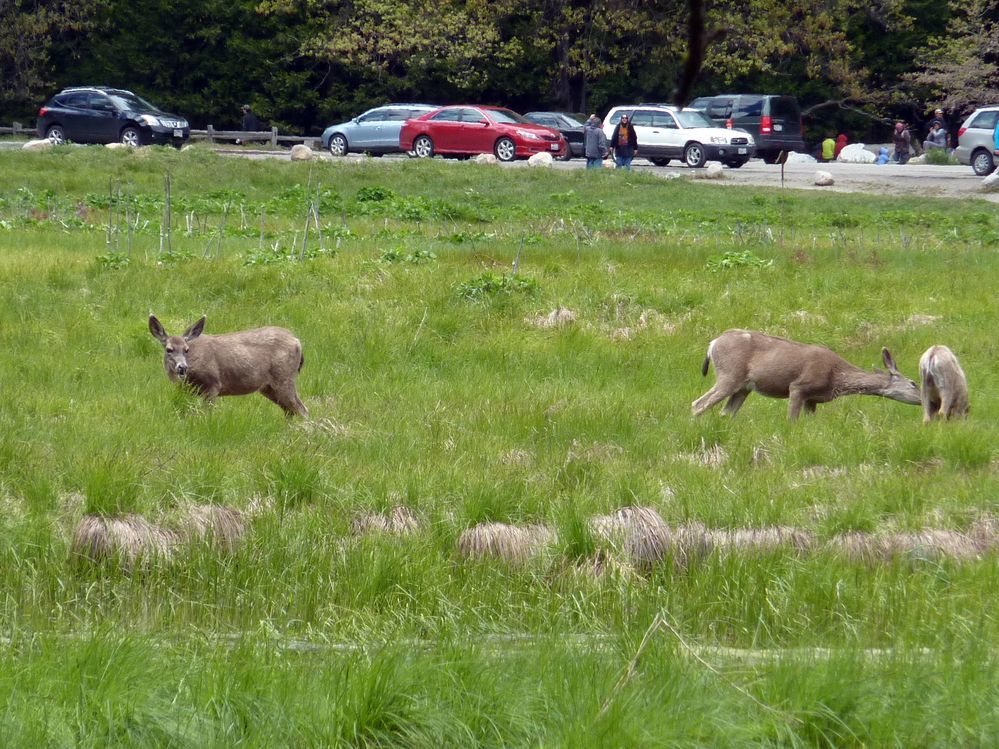 Yosemite park (46).JPG