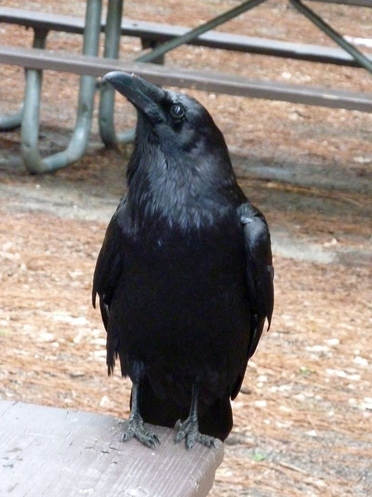 Yosemite park (54).JPG