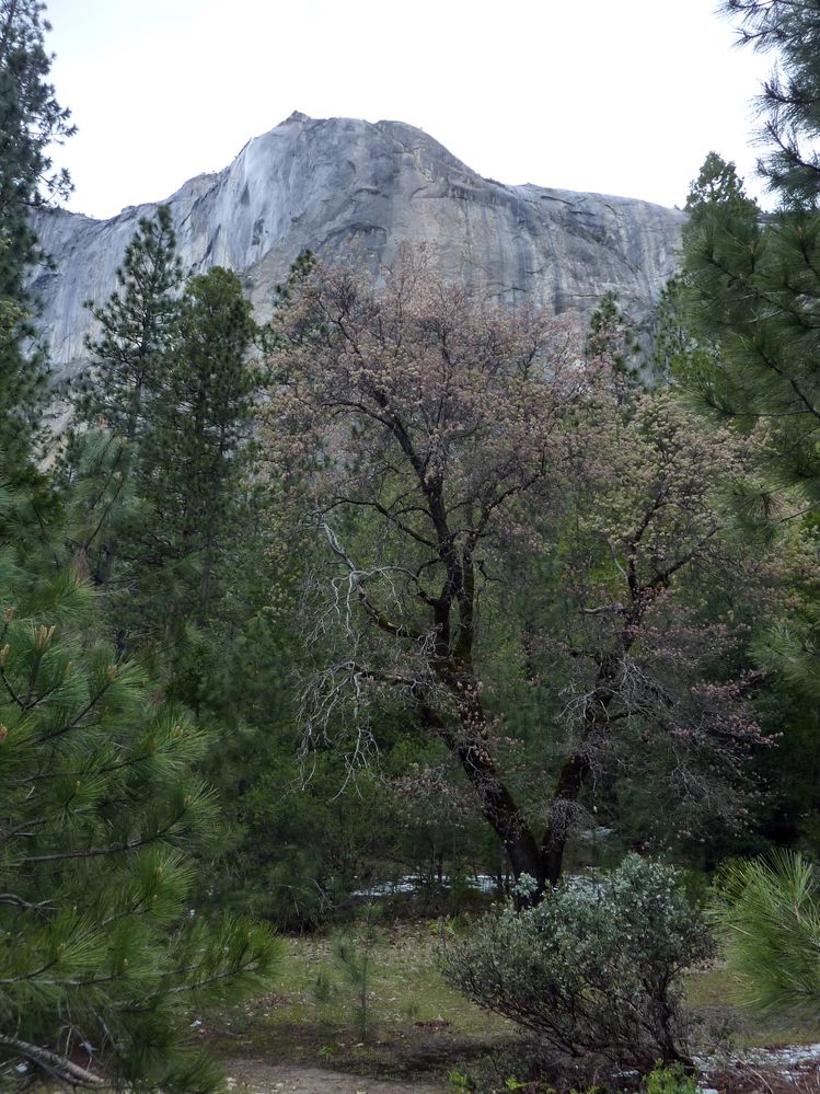 Yosemite park (55).JPG