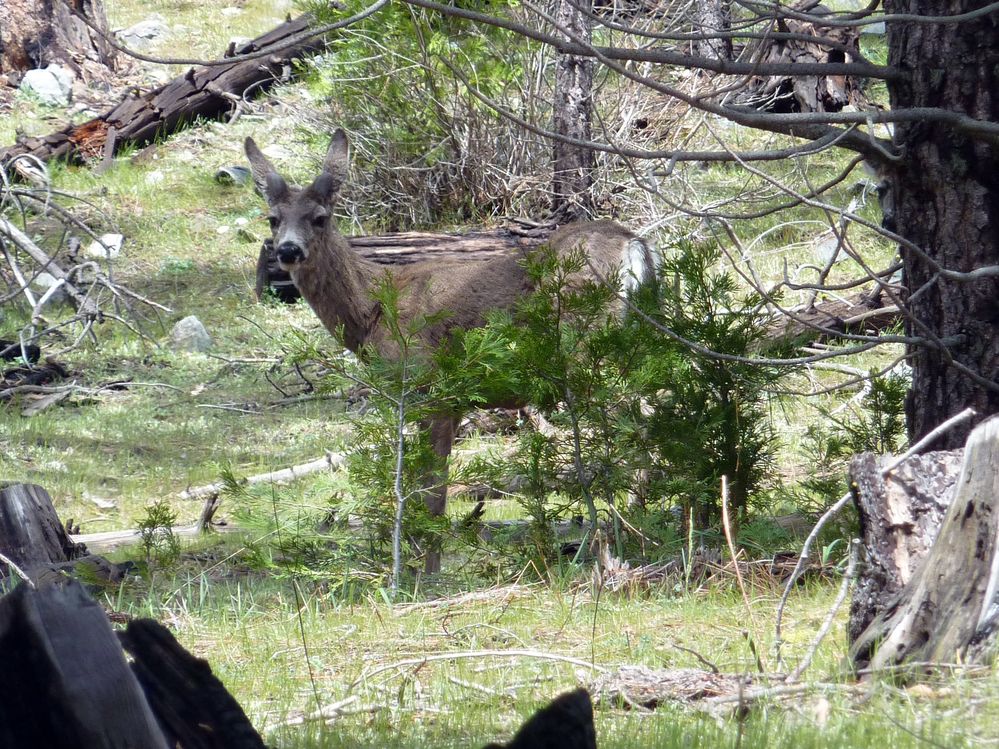 Yosemite park (68).JPG