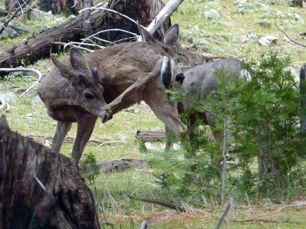 Yosemite park (70).JPG