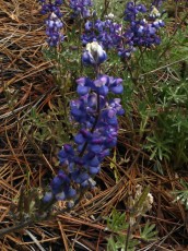 Yosemite park (11).JPG