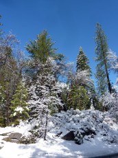 Yosemite park (1b).JPG