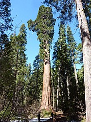 big tree state park (10).JPG big tree state park (10).JPG