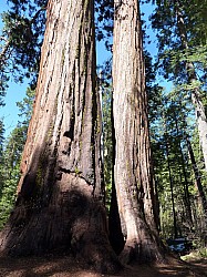 big tree state park (15).JPG big tree state park (15).JPG