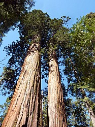 big tree state park (16).JPG big tree state park (16).JPG