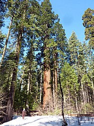 big tree state park (17).JPG big tree state park (17).JPG