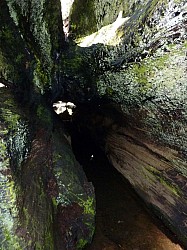 big tree state park (20).JPG big tree state park (20).JPG