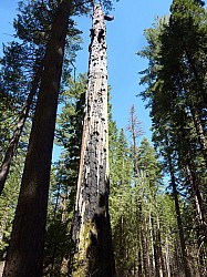 big tree state park (21).JPG big tree state park (21).JPG