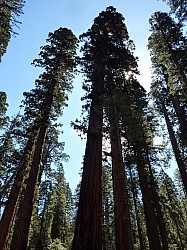 big tree state park (24).JPG big tree state park (24).JPG