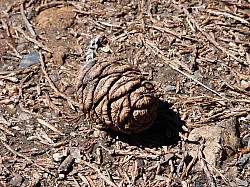 big tree state park (25).JPG big tree state park (25).JPG