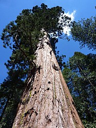 big tree state park (34).JPG big tree state park (34).JPG