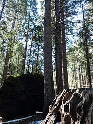 big tree state park (4).JPG big tree state park (4).JPG