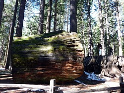 big tree state park (5).JPG big tree state park (5).JPG