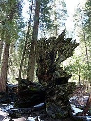 big tree state park (7).JPG big tree state park (7).JPG