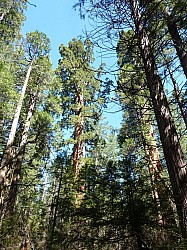 big tree state park (8).JPG big tree state park (8).JPG